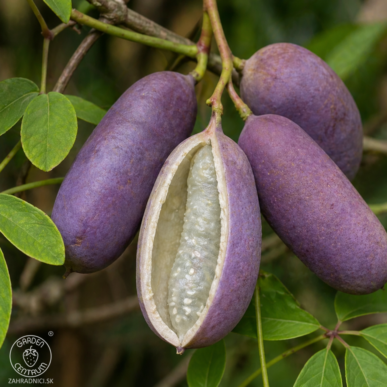 Obrázok Akébia päťpočetná (Akebia quinata) - výška 170-190 cm, kont. C3L