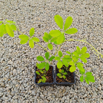 Akébia päťpočetná (Akebia quinata) ´SHIROBANA´ - výška 20-30 cm, kont. P9/11
