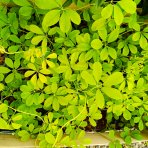 Akébia päťpočetná (Akebia quinata) ´SHIROBANA´ - výška 20-30 cm, kont. P9/11