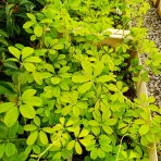 Akébia päťpočetná (Akebia quinata) ´SHIROBANA´ - výška 20-30 cm, kont. P9/11