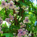 Akébia päťpočetná (Akebia quinata) ´SHIROBANA´ - výška 20-30 cm, kont. P9/11
