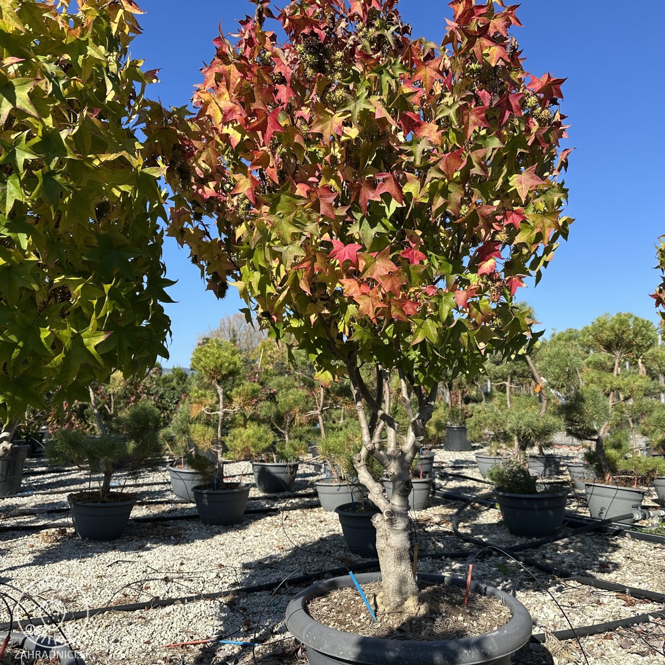 Obrázok Ambrovník styraxový (Liquidambar Styraciflua) ´GUMBALL´ - výška 100-120 cm, kont. C30L - VIACKMENNÝ BONSAJ