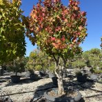 Ambrovník styraxový (Liquidambar Styraciflua) ´GUMBALL´ - výška 100-120 cm, kont. C30L - VIACKMENNÝ BONSAJ