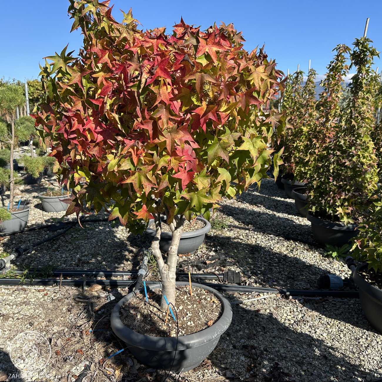 Obrázok Ambrovník styraxový (Liquidambar Styraciflua) ´GUMBALL´ - výška 100-120 cm, kont. C30L - VIACKMENNÝ BONSAJ