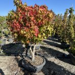 Ambrovník styraxový (Liquidambar Styraciflua) ´GUMBALL´ - výška 100-120 cm, kont. C30L - VIACKMENNÝ BONSAJ