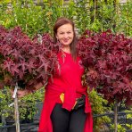  Ambrovník styraxový (Liquidambar styraciflua) ´GUMBALL´ - výška 140-160 cm, obvod kmeňa: 8/10 cm, kont. C18L - NA KMIENKU 