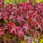  Ambrovník styraxový (Liquidambar styraciflua) ´GUMBALL´ - výška 140-160 cm, obvod kmeňa: 8/10 cm, kont. C18L - NA KMIENKU 