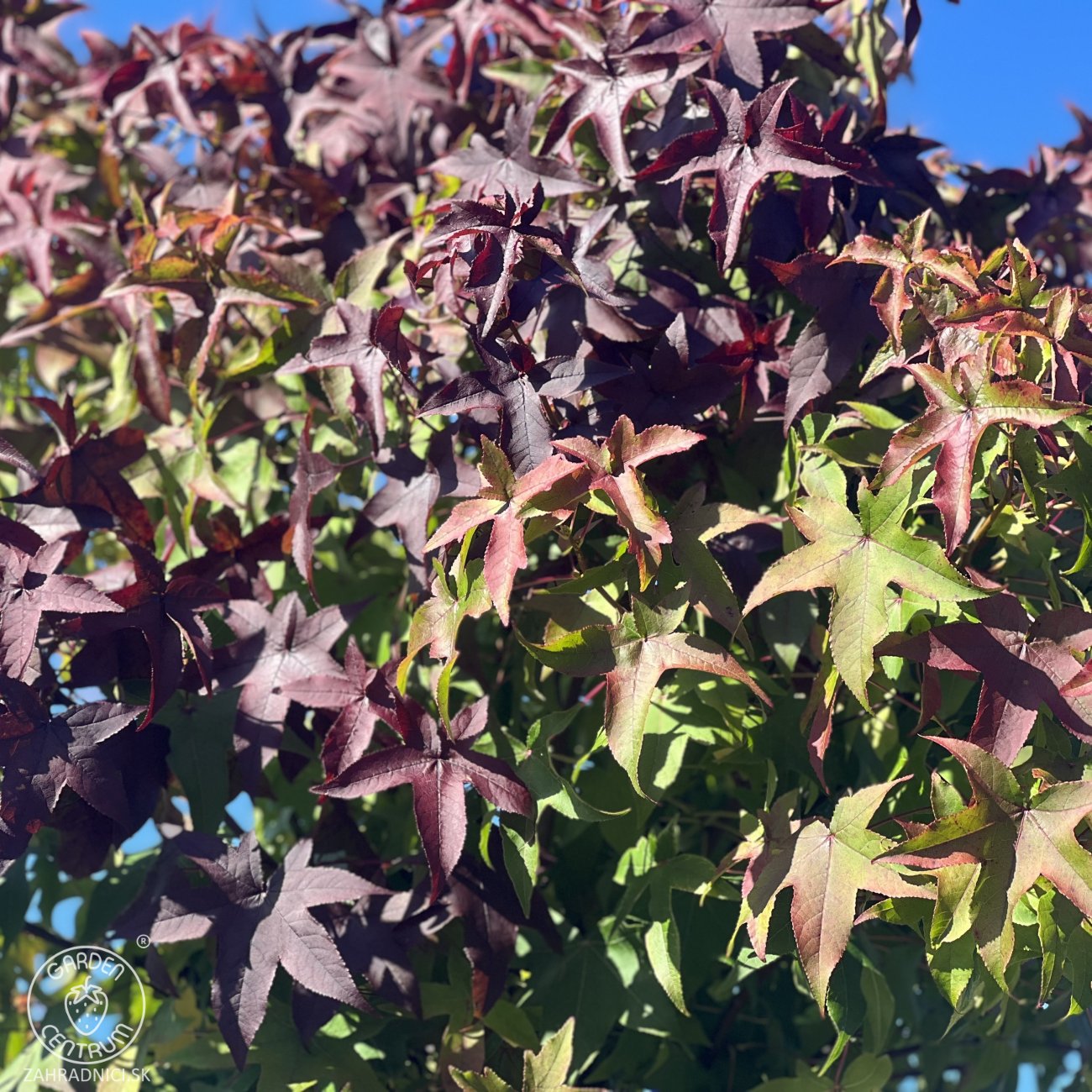 Obrázok Ambrovník styraxový (Liquidambar styraciflua) ´GUMBALL´- výška 250-300 cm, kont. C55L - TVAROVANÝ TROJKMEŇ