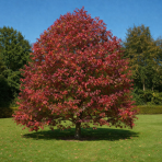 Ambrovník styraxový (Liquidambar styraciflua) - výška 200-220 cm, kont. C10L