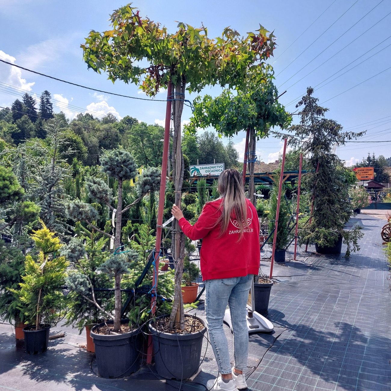 Obrázok Ambrovník styraxový (Liquidambar styraciflua) - výška 250-260 cm, kont. C45L - TVAROVANÁ STRECHA