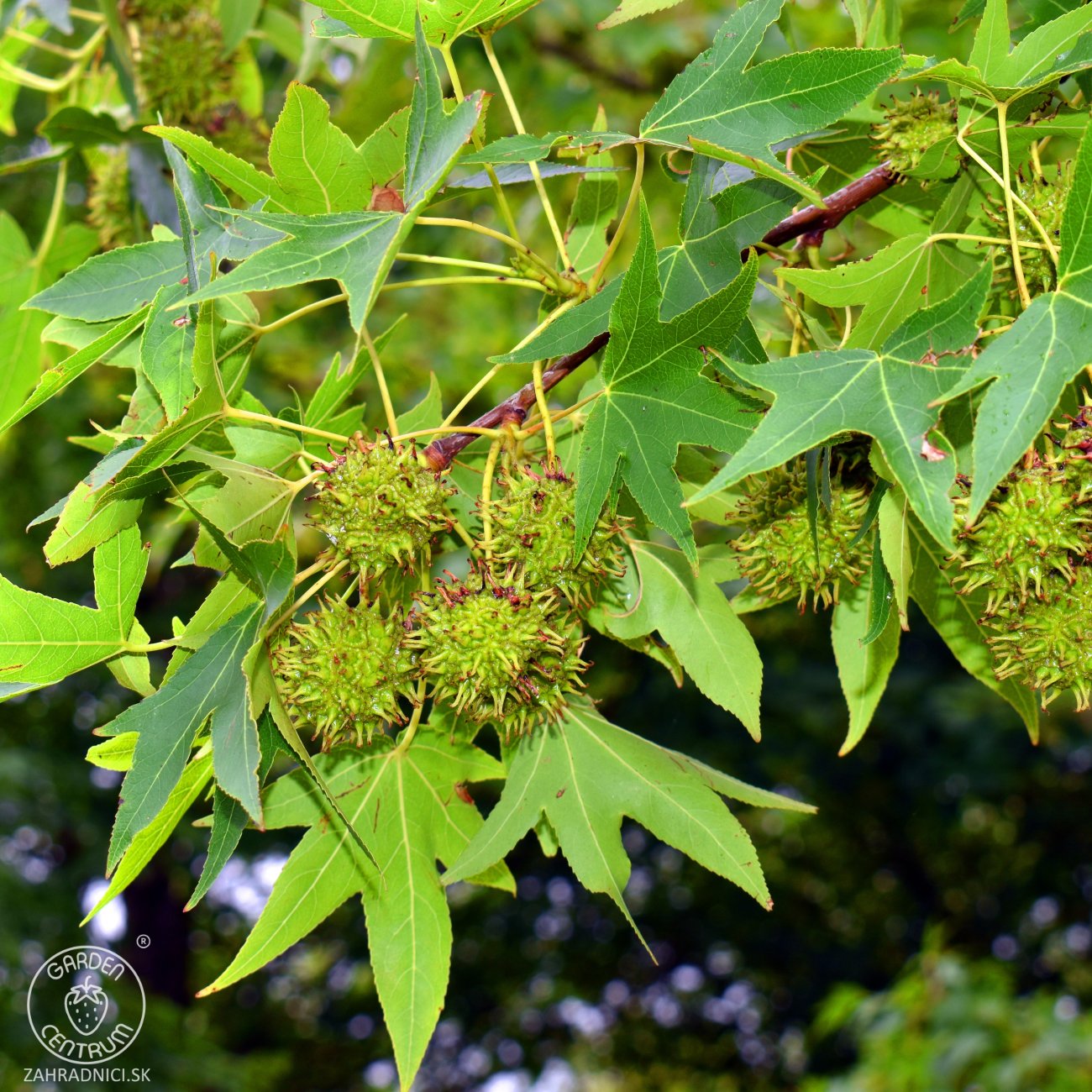 Obrázok Ambrovník styraxový (Liquidambar styraciflua) - výška 250-260 cm, kont. C45L - TVAROVANÁ STRECHA