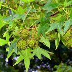 Ambrovník styraxový (Liquidambar styraciflua) - výška 250-260 cm, kont. C45L - TVAROVANÁ STRECHA