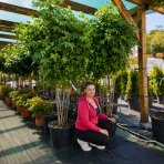 Ambrovník styraxový (Liquidambar styraciflua) - výška 180-200 cm, kont. C45L - VIACKMENNÝ S DRÔTOM
