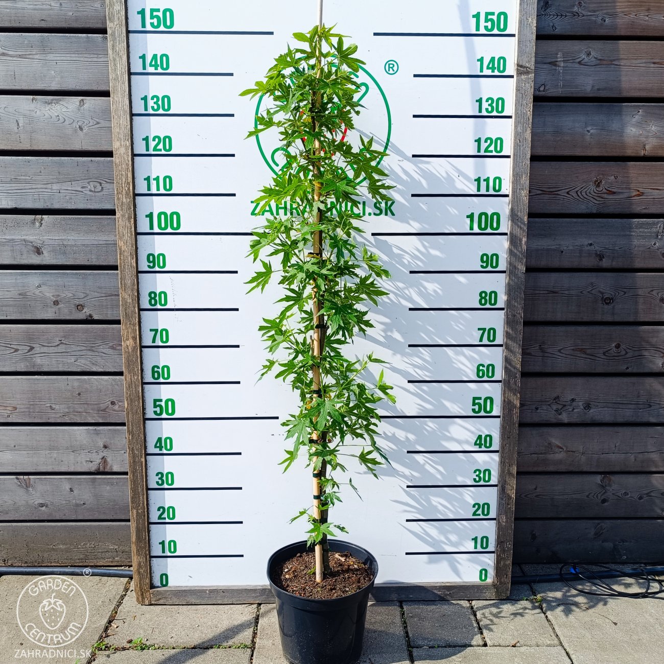 Obrázok Ambrovník styraxový (Liquidambar styraciflua) ´WORPLESDON´ - výška 120-150 cm, kont. C12L