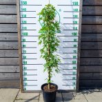 Ambrovník styraxový (Liquidambar styraciflua) ´WORPLESDON´ - výška 120-150 cm, kont. C12L