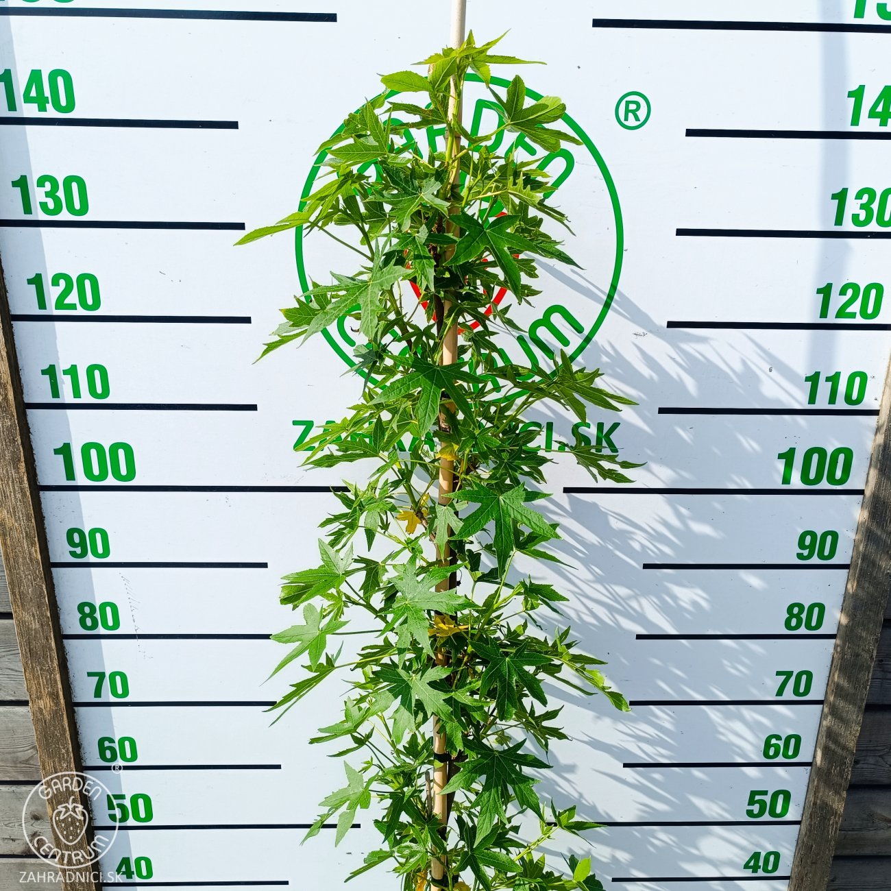 Obrázok Ambrovník styraxový (Liquidambar styraciflua) ´WORPLESDON´ - výška 120-150 cm, kont. C12L