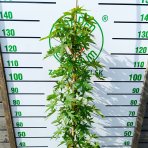Ambrovník styraxový (Liquidambar styraciflua) ´WORPLESDON´ - výška 120-150 cm, kont. C12L