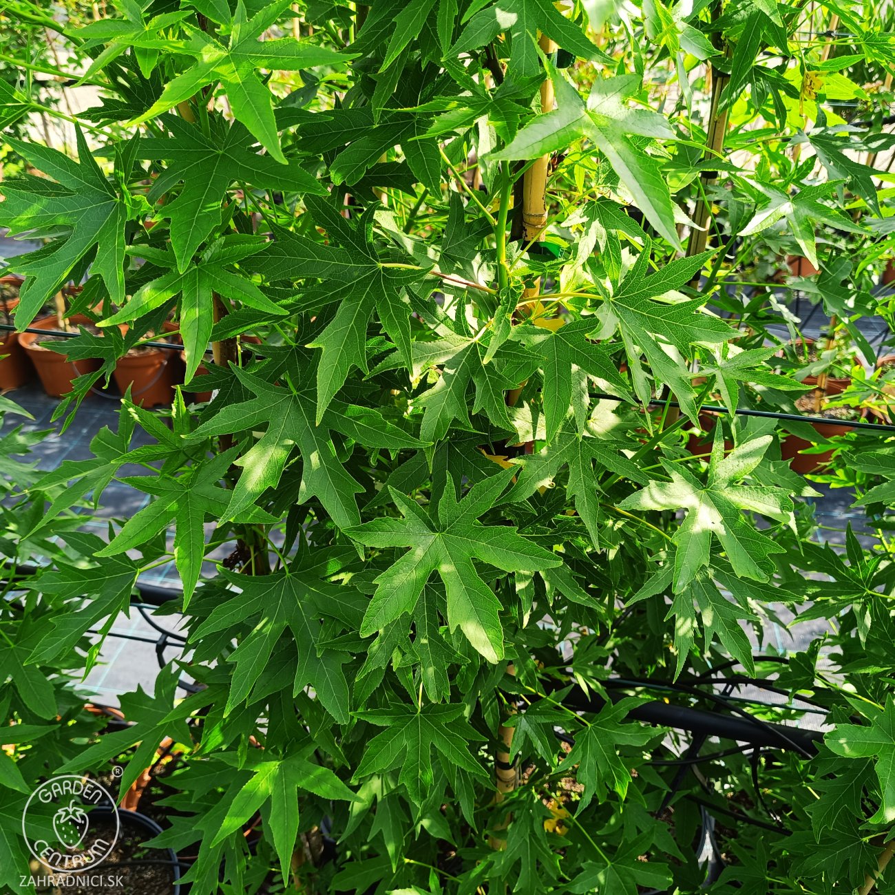 Obrázok Ambrovník styraxový (Liquidambar styraciflua) ´WORPLESDON´ - výška 120-150 cm, kont. C12L