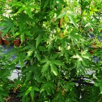 Ambrovník styraxový (Liquidambar styraciflua) ´WORPLESDON´ - výška 120-150 cm, kont. C12L