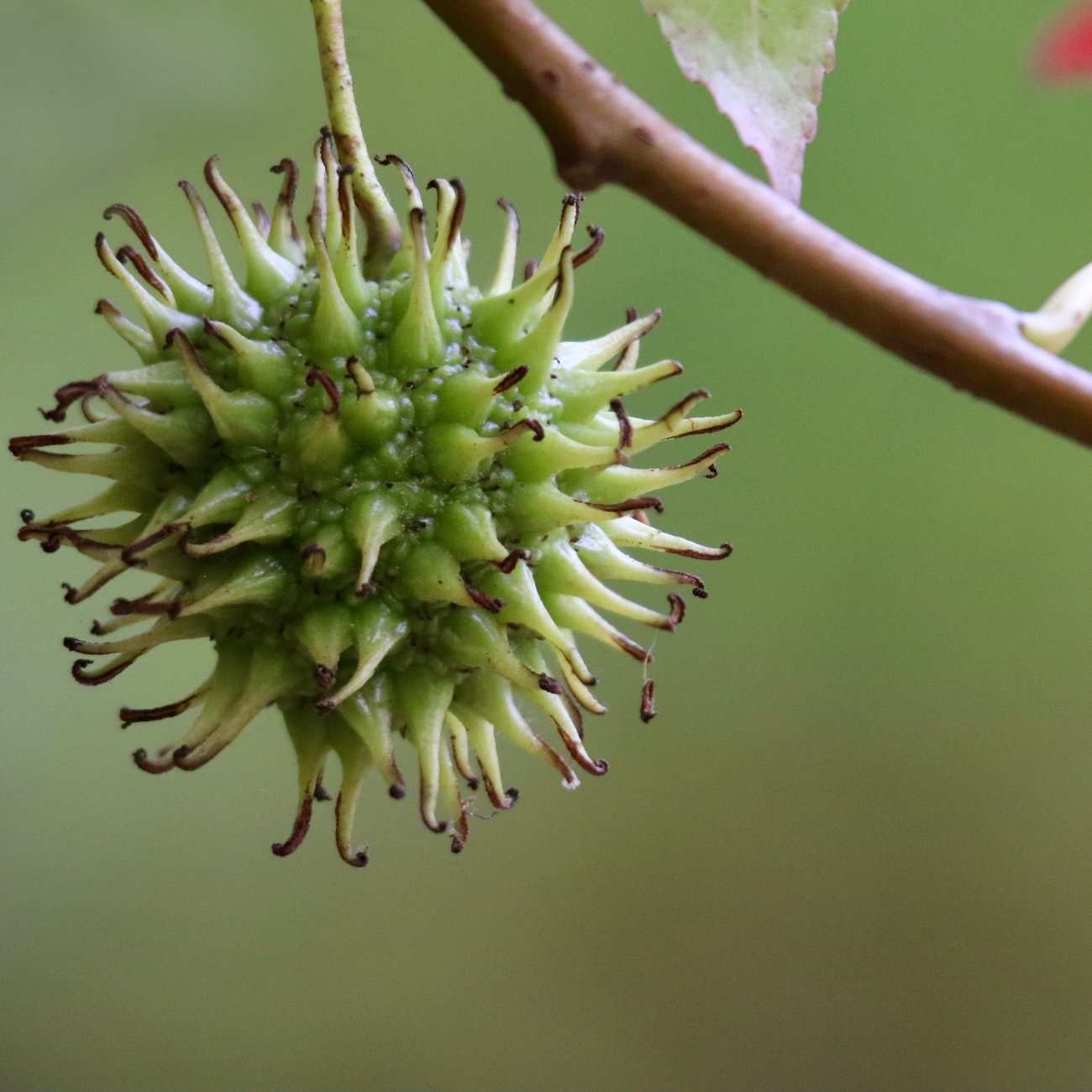 Obrázok Ambrovník styraxový (Liquidambar styraciflua) ´WORPLESDON´ - výška 120-150 cm, kont. C12L