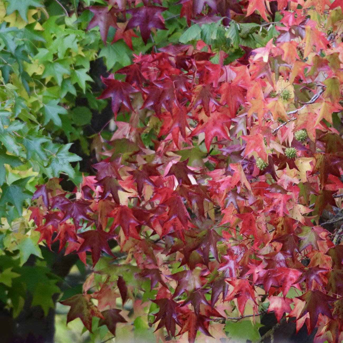 Obrázok Ambrovník styraxový (Liquidambar styraciflua) ´WORPLESDON´ - výška 120-150 cm, kont. C12L