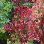 Ambrovník styraxový (Liquidambar styraciflua) ´WORPLESDON´ - výška 120-150 cm, kont. C12L