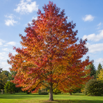 Ambrovník styraxový (Liquidambar styraciflua) ´WORPLESDON´ - výška 120-150 cm, kont. C12L