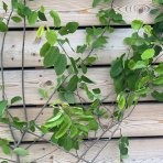 Muchovník kanadský (Amelanchier canadensis) ´LAMARCKII´ - výška 80-100 cm, kont. C7L - VIACKMENNÝ
