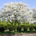 Muchovník kanadský (Amelanchier canadensis) ´LAMARCKII´ - výška 80-100 cm, kont. C7L - VIACKMENNÝ