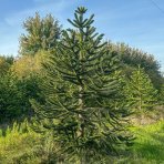 Araukária andská (Araucaria araucana) Blahočet čilský - výška 15-25 cm, kont. C1,5L (-18°C)
