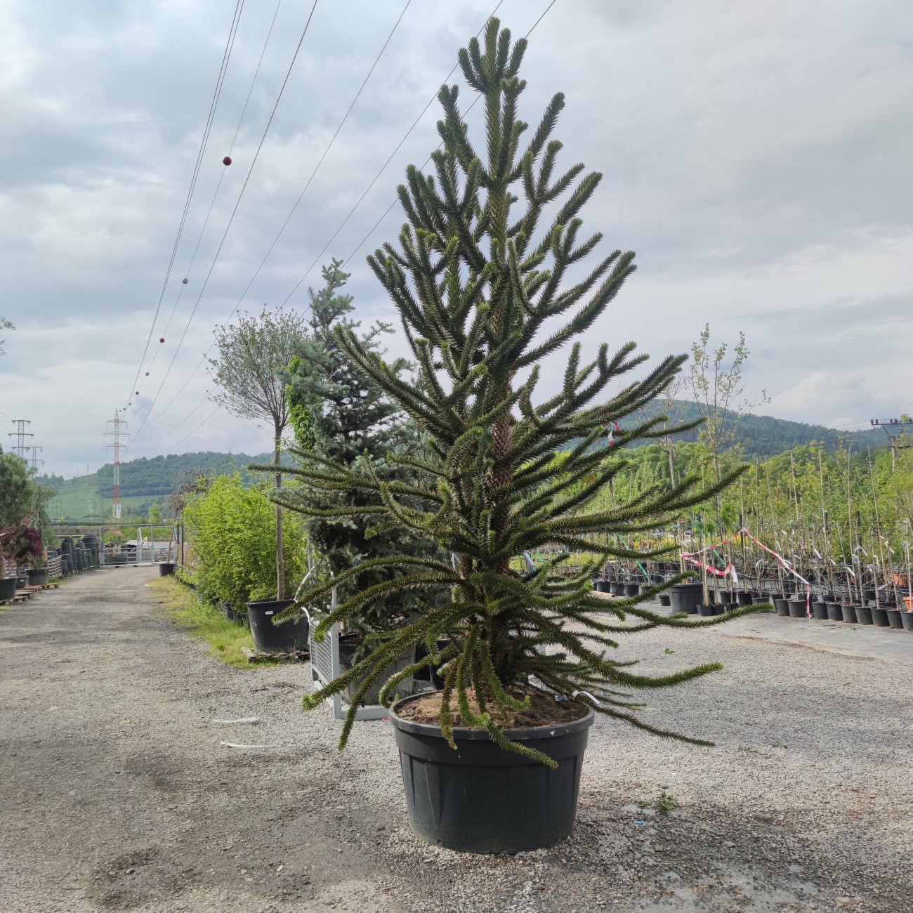 Obrázok Araukária andská (Araucaria araucana) - výška 25-35 cm; kont. C3L (-18°C)