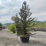 Araukária andská (Araucaria araucana) - výška 25-35 cm; kont. C3L (-18°C)