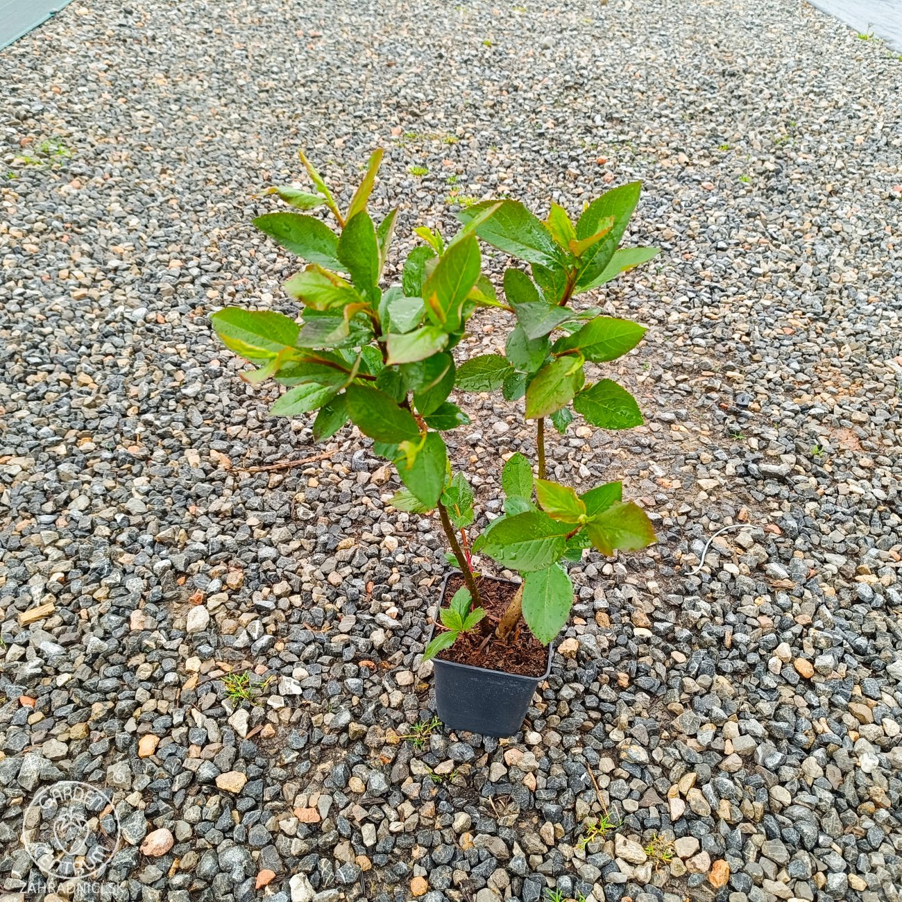 Obrázok Arónia (Aronia melanocarpa) ´GALICIJANKA´ - výška 20-30 cm; kont. P9 - SAMOOPELIVÁ