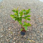 Arónia (Aronia melanocarpa) ´GALICIJANKA´ - výška 20-30 cm; kont. P9 - SAMOOPELIVÁ