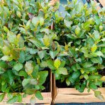 Arónia (Aronia melanocarpa) ´GALICIJANKA´ - výška 20-30 cm; kont. P9 - SAMOOPELIVÁ