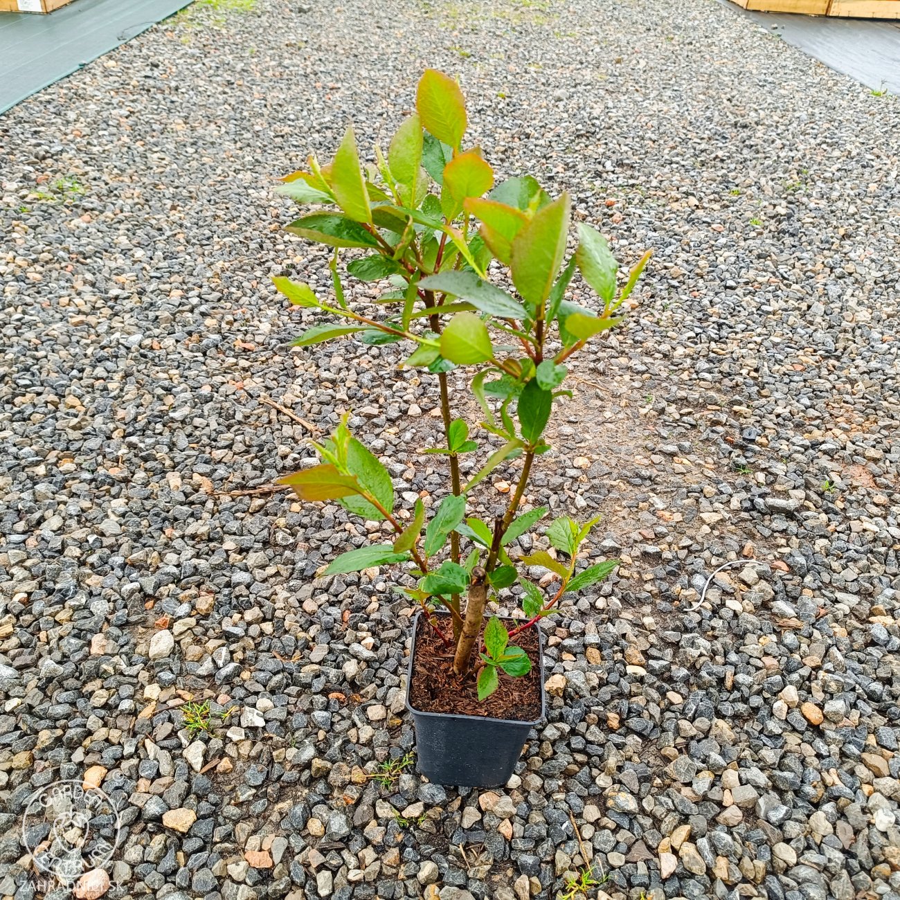 Obrázok Arónia (Aronia melanocarpa) ´GALICIJANKA´ - výška 20-30 cm; kont. P9 - SAMOOPELIVÁ