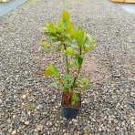 Arónia (Aronia melanocarpa) ´GALICIJANKA´ - výška 20-30 cm; kont. P9 - SAMOOPELIVÁ