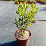 Arónia čiernoplodá (Aronia prunifolia) ´HUGIN´ - výška 30-40 cm, kont. C2L