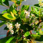 Arónia čiernoplodá (Aronia prunifolia) ´HUGIN´ - výška 30-40 cm, kont. C2L