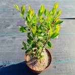 Arónia čiernoplodá (Aronia prunifolia) ´HUGIN´ - výška 30-40 cm, kont. C2L