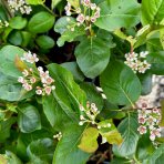 Arónia čiernoplodá (Aronia prunifolia) ´HUGIN´ - výška 30-40 cm, kont. C2L