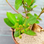 Arónia čerešňolistá (Aronia prunifolia) ´NERO´ - výška 50-70 cm, kont. C2L