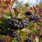 Arónia čerešňolistá (Aronia prunifolia) ´NERO´ - výška 50-70 cm, kont. C2L