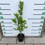 Arónia čerešňolistá (Aronia prunifolia) ´NERO´ - výška 50-70 cm, kont. C2L