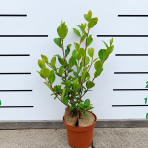 Arónia čerešňolistá (Aronia prunifolia) ´NERO´ - výška 50-70 cm, kont. C2L