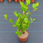 Arónia čerešňolistá (Aronia prunifolia) ´NERO´ - výška 50-70 cm, kont. C2L