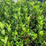 Arónia čerešňolistá (Aronia prunifolia) ´NERO´ - výška 50-70 cm, kont. C2L