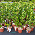 Arónia čerešňolistá (Aronia melanocarpa) ´VIKING´ - výška 60-70 cm, kont. C2L