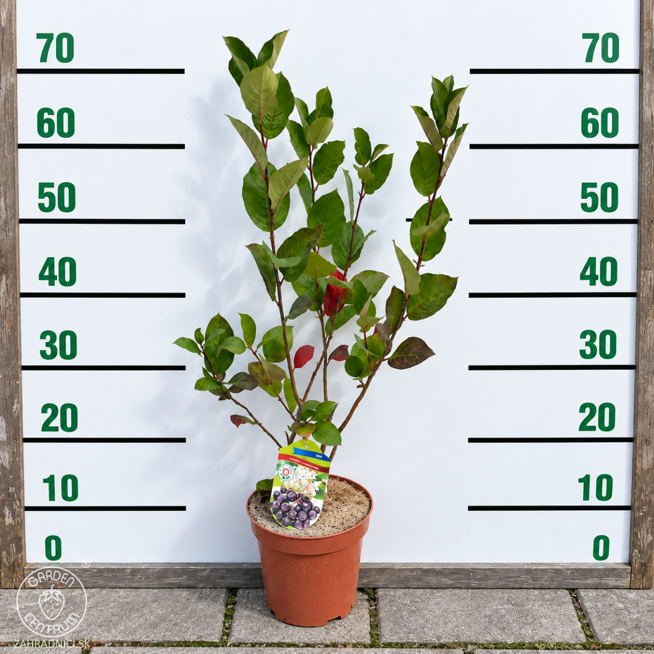 Obrázok Arónia čerešňolistá (Aronia melanocarpa) ´VIKING´ - výška 60-70 cm, kont. C2L