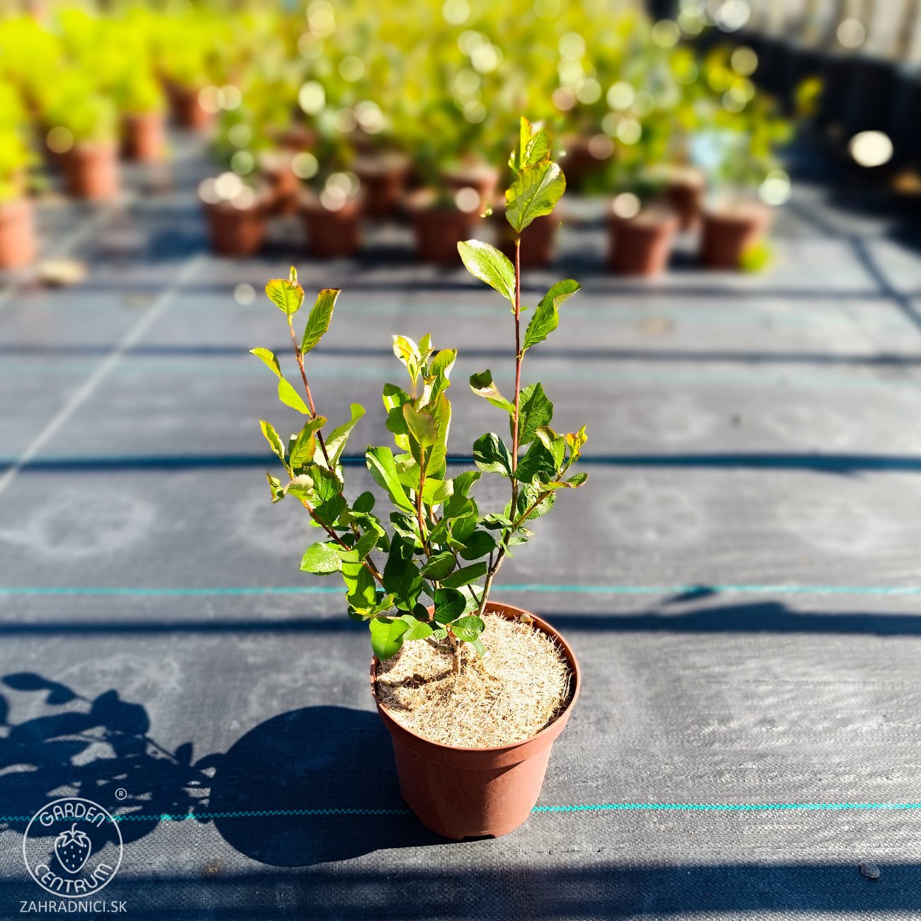 Obrázok Arónia čerešňolistá (Aronia melanocarpa) ´VIKING´ - výška 60-70 cm, kont. C2L